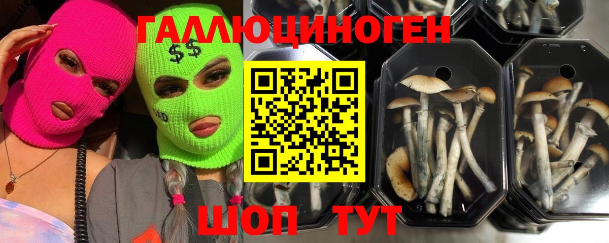 сколько стоит  Вход с VPN  Стрежевой  Псилоцибиновые грибы ЛСД  Псилоцибиновые грибы Psilocybe 